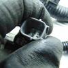 Honda Jazz  Engine Wiring Loom Harness 4 Pin Plug Mk3 1.3 Petrol 2007-2015